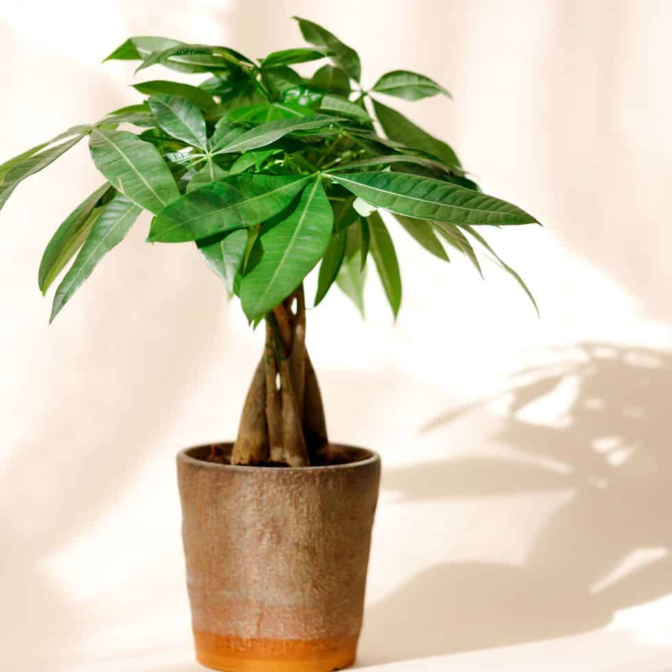 A money tree in a terra cotta pot with a neutral background.