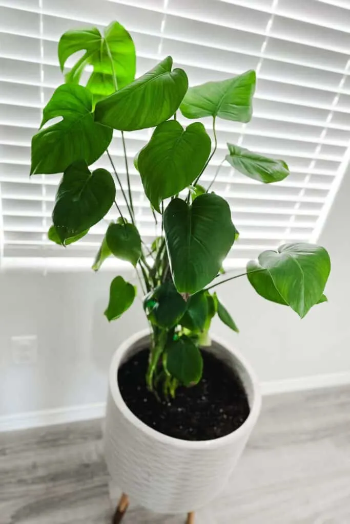 A photo of a Monstera plant in a white pot with a window behind it.