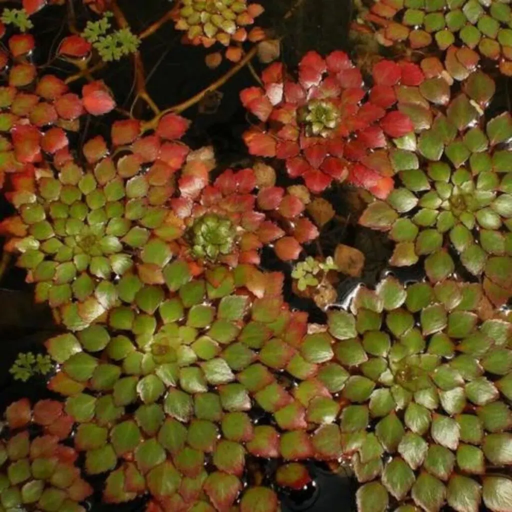 Red and green mosaic plant in a pond.