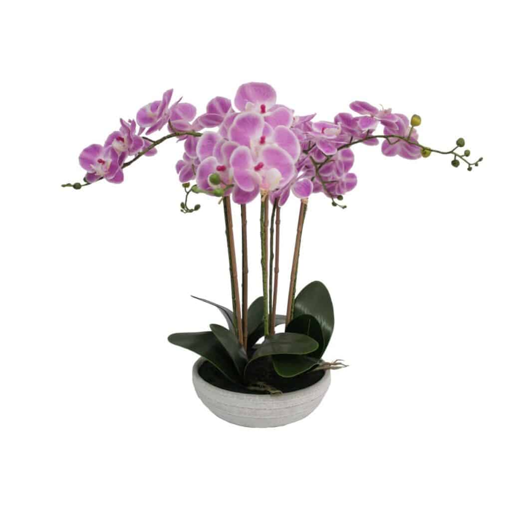 light purple blooms and a white pot for an orchid.