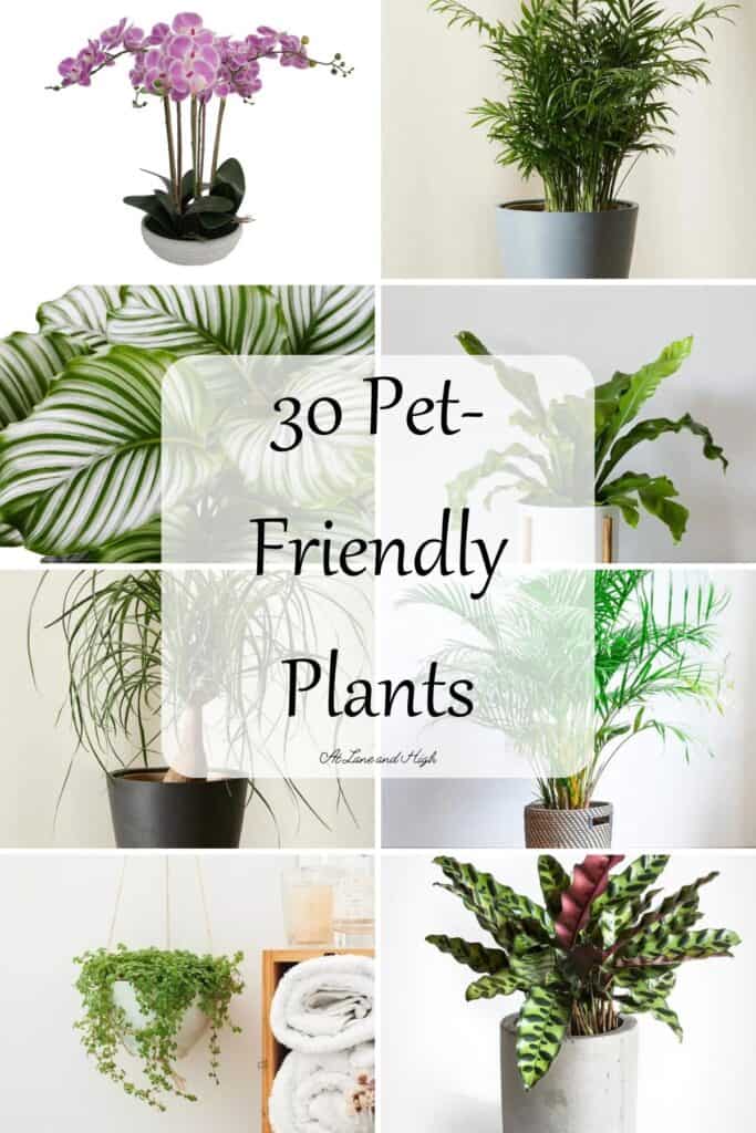 A grid of eight images of pet-friendly plants with text overlay.