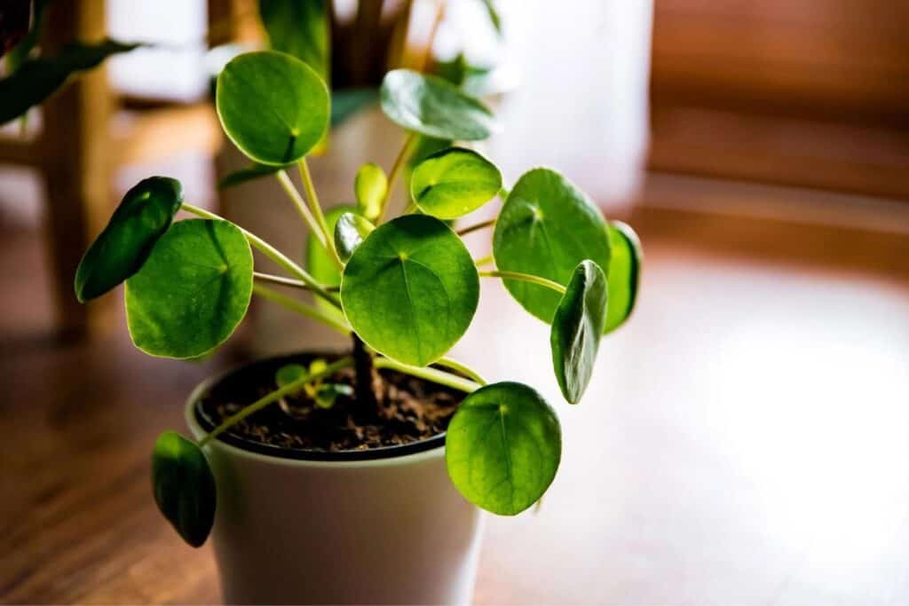 A chinese money plant in a beige pot sitting on a wood table. 
