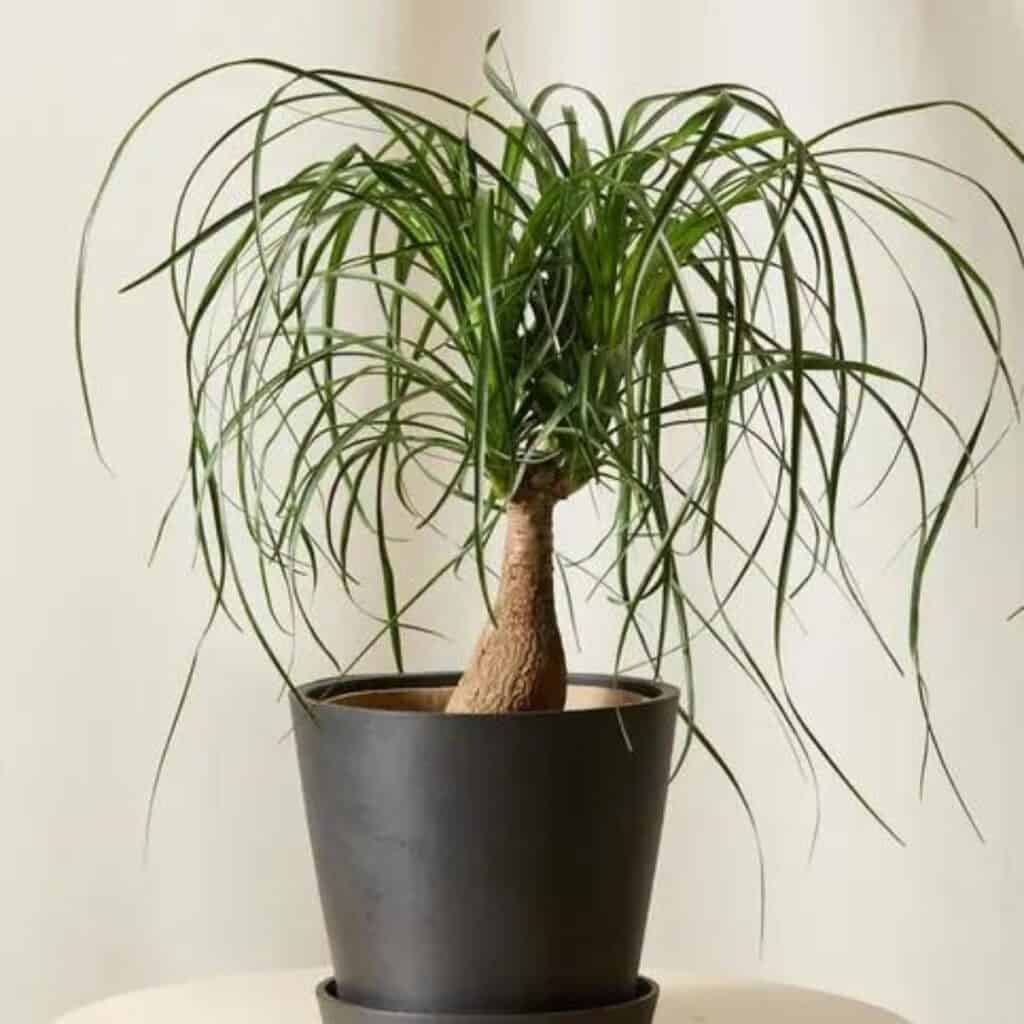 The tailing leaves of a ponytail palm in a black pot.