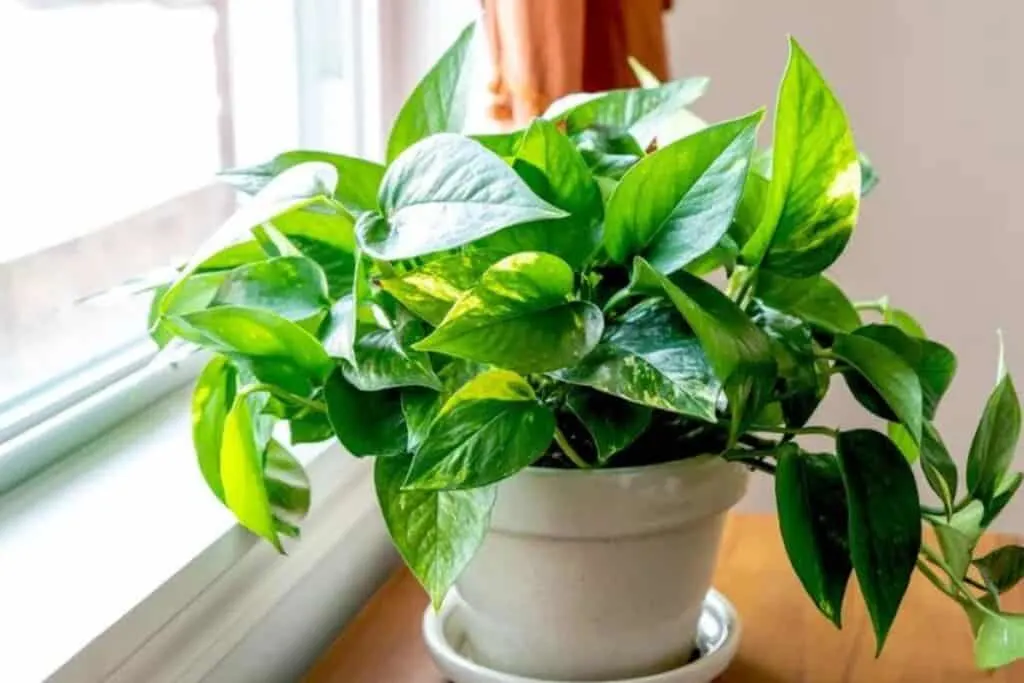 Pothos in a white pot sitting on a wood table near a window.