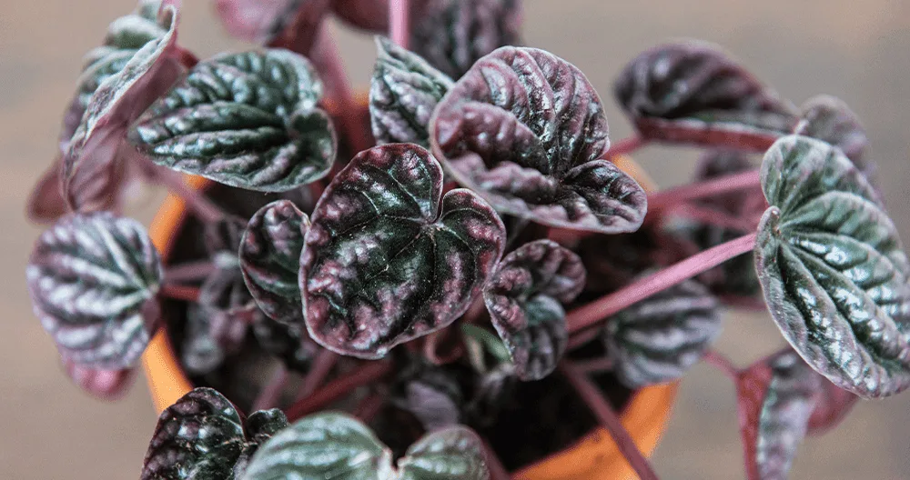 A close up of the dark purple leaves of a radiator plant.