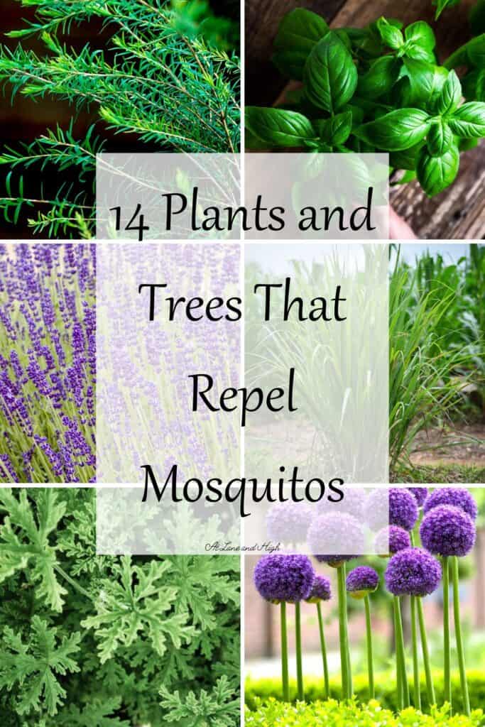 A grid of six plants that repel mosquitos.