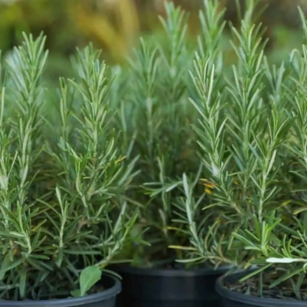 A close up of the herb Rosemary and the leaves.