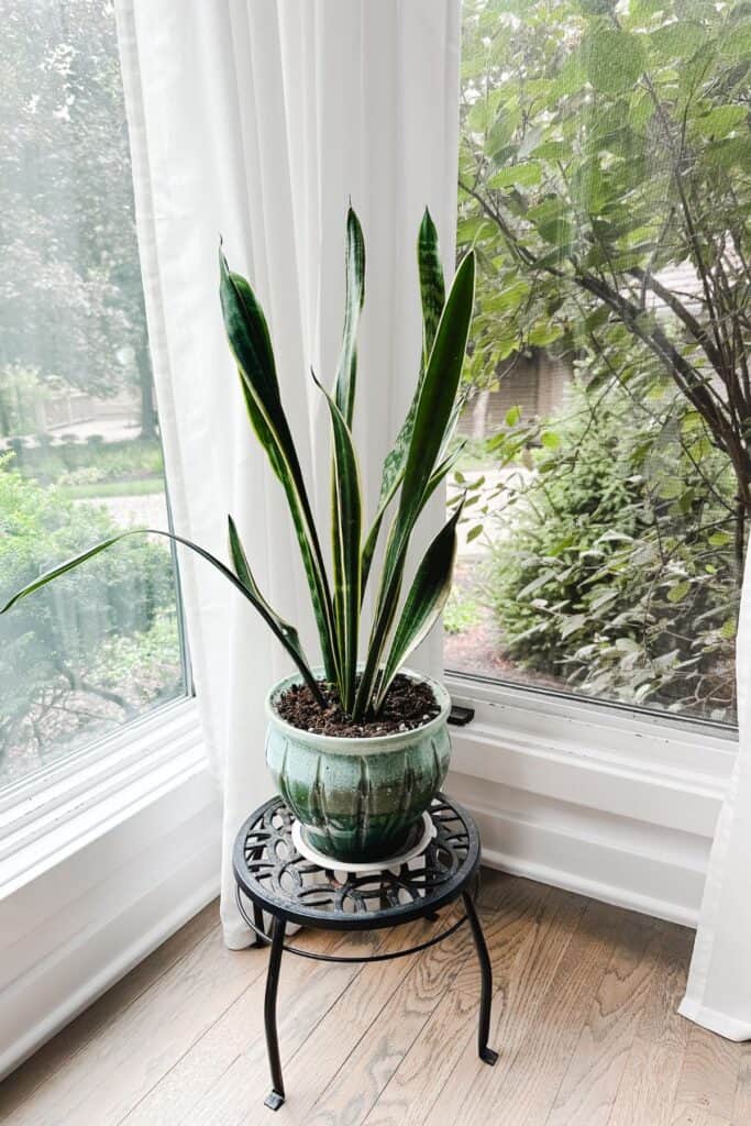 A snake plant in a blue pot elevated in a black plant stand by the windows.