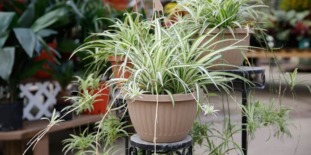 A spider plant in a beige pot sitting on a black plant stand on a patio.
