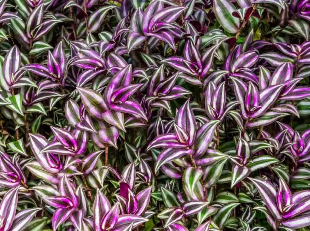 A close up of Wandering Jew plant with both purple and leaves and green and white leaves.