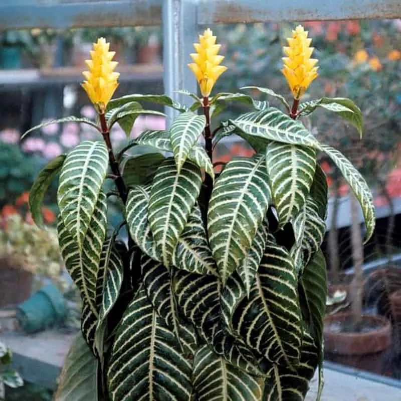 Zebra Plant with yellow flowers sitting on a patio.