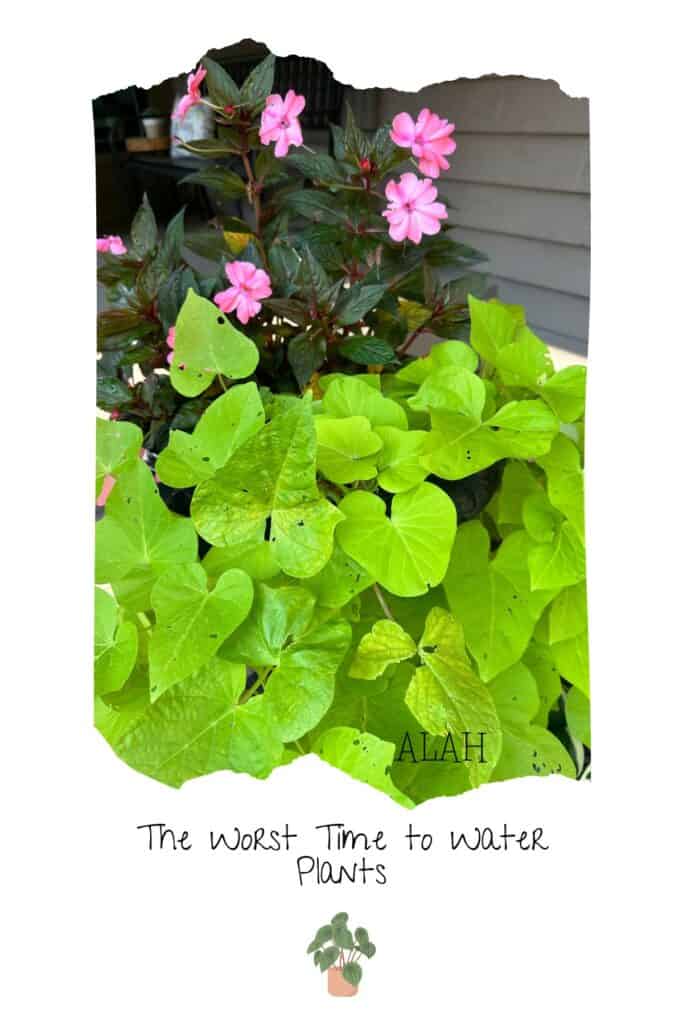 A view of impatiens and sweet potato vine with text overaly.