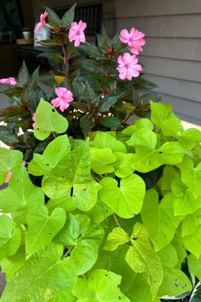 Pink Impatiens with light green sweet potato vine in a pot.