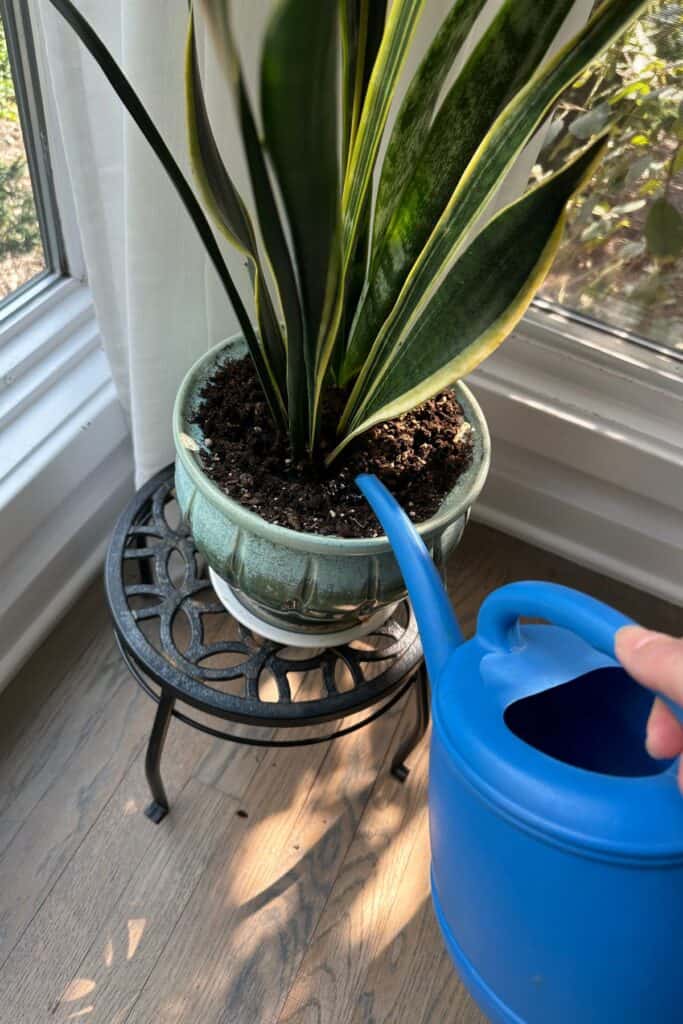 A blue watering can watering a snake plant at the roots.