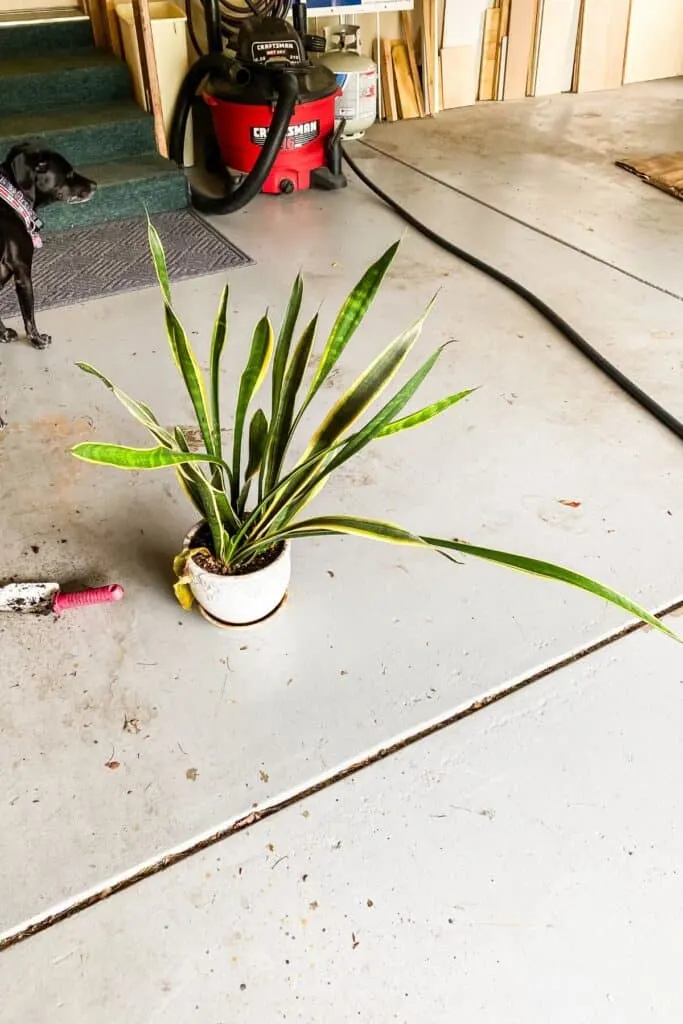 A snake plant that is too big for the pot and has leaves that are falling over.