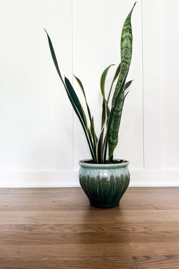 The snake plant on a hardwood floor with a white backdrop.