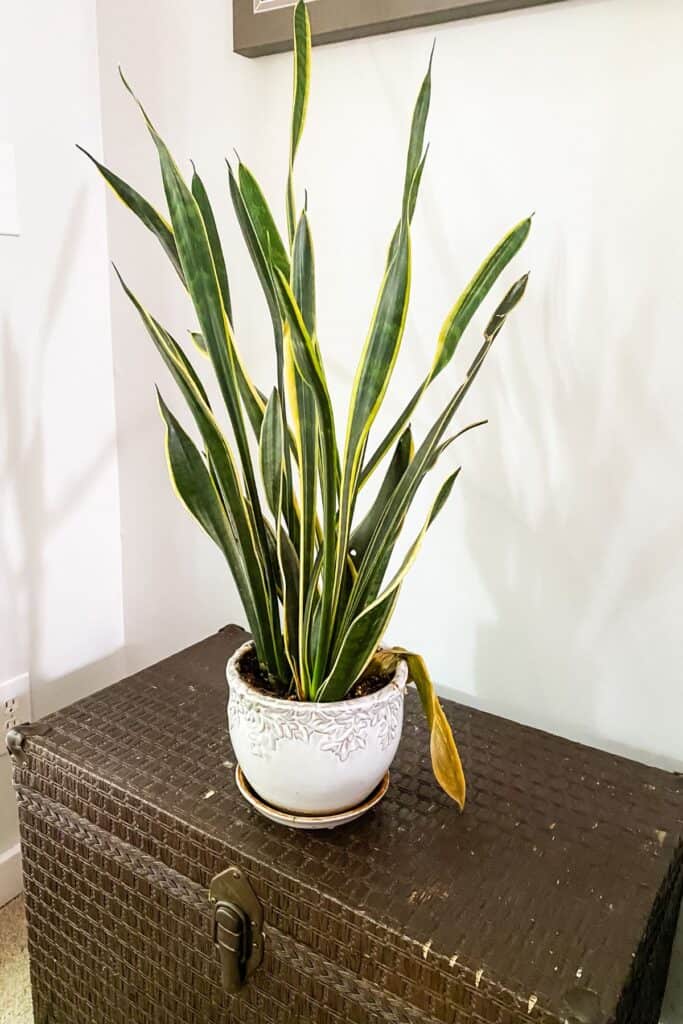 A snake plant that is too big for the pot and has a mushy leaf falling over.