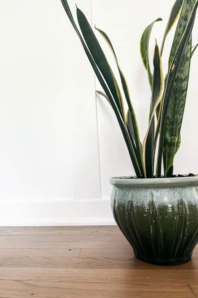 A snake plant in a blue pot sitting on a hardwood floor with a white backdrop.
