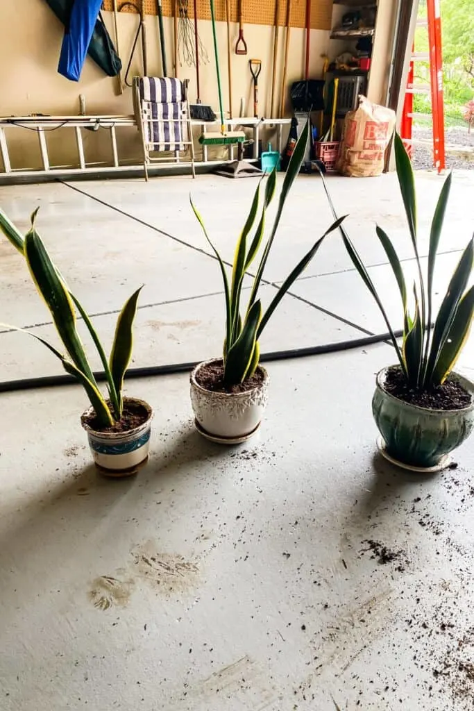 Split snake plant that has been divided into three plants.