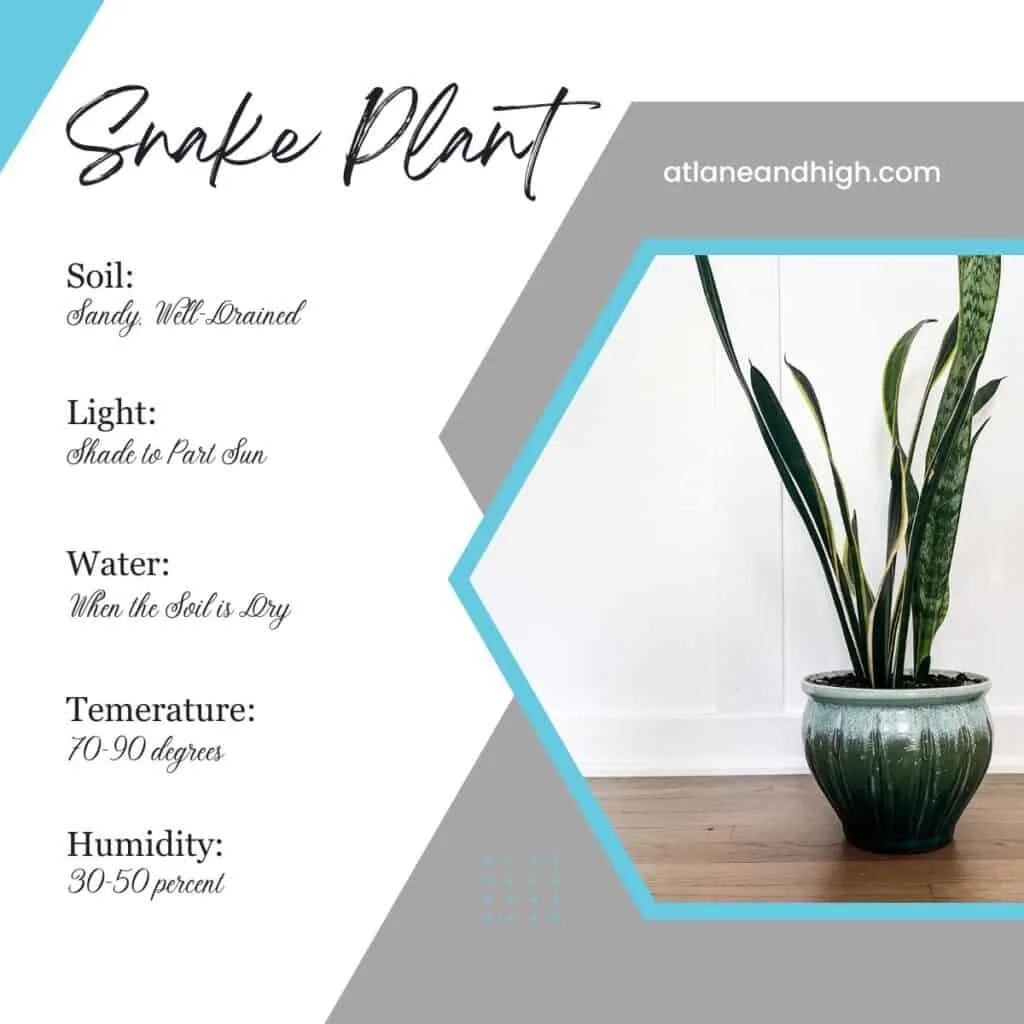 A picutre of snake plant with text about the proper needs for a snake polant.