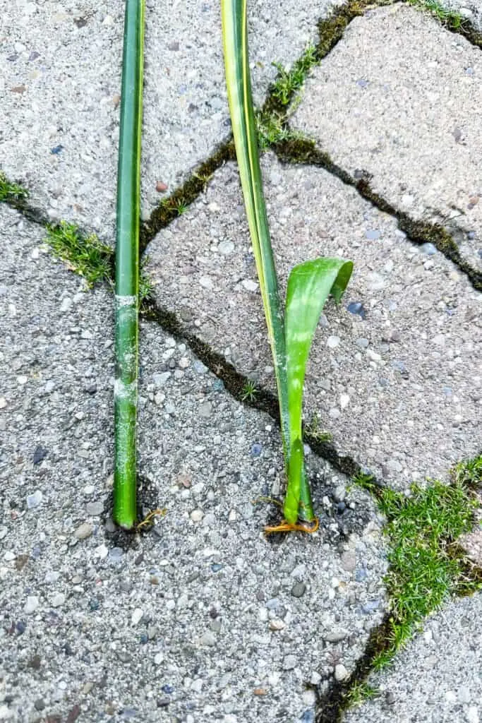 The two leaves after being in water for a few months have grown roots and one has grown a new leaf called a pup.