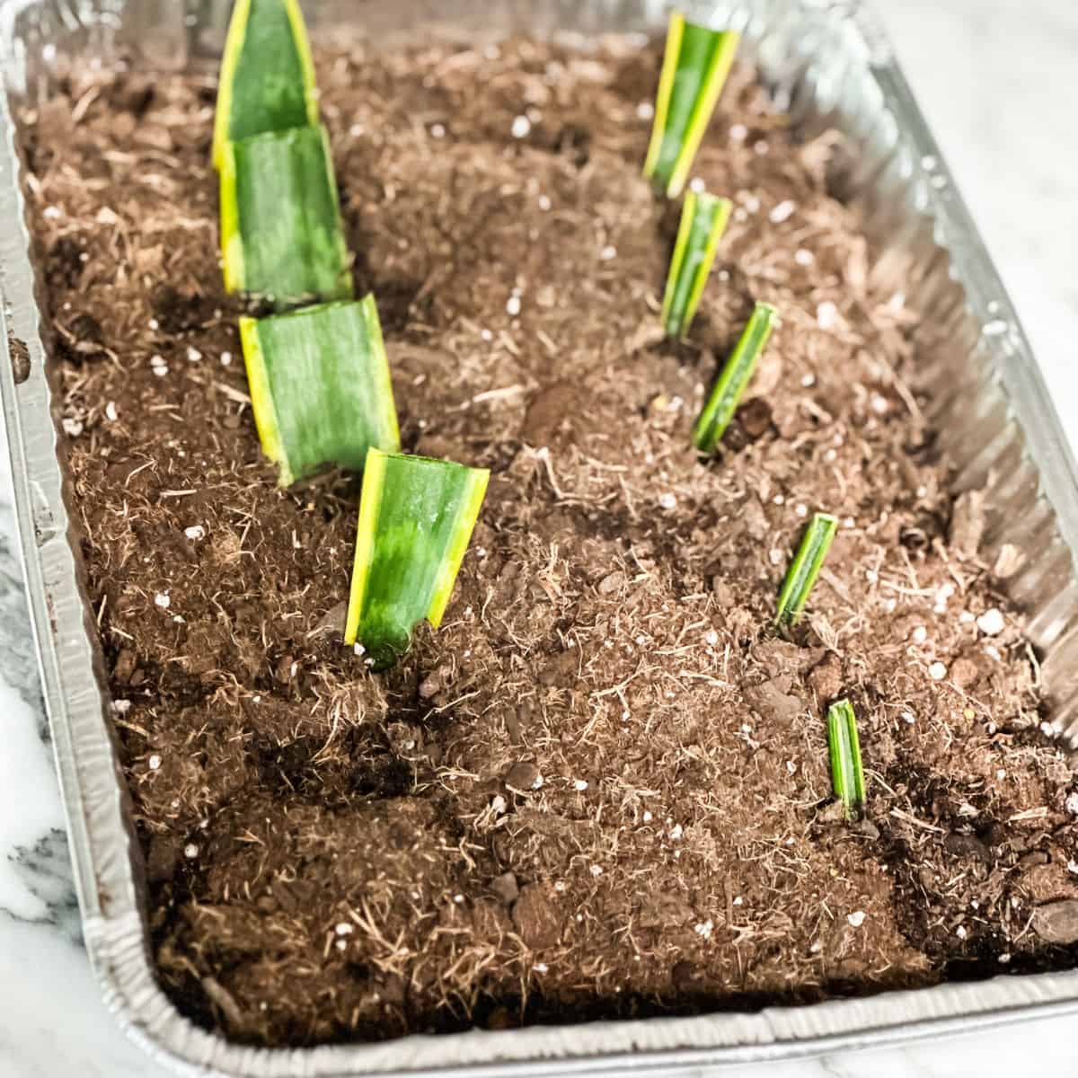 A close up of a snake plant leaf that has been cut and is in dirt to create new plants.