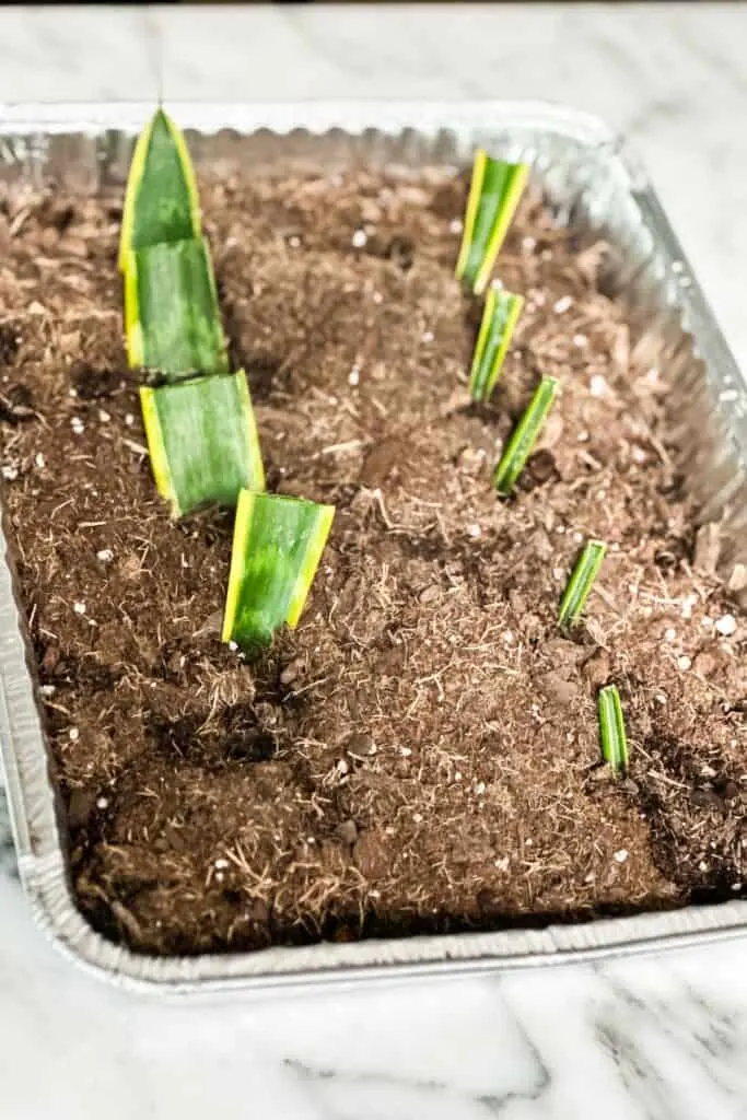A snake plant leaf that has been cut into 9 different pieces planted in dirt to propagate.