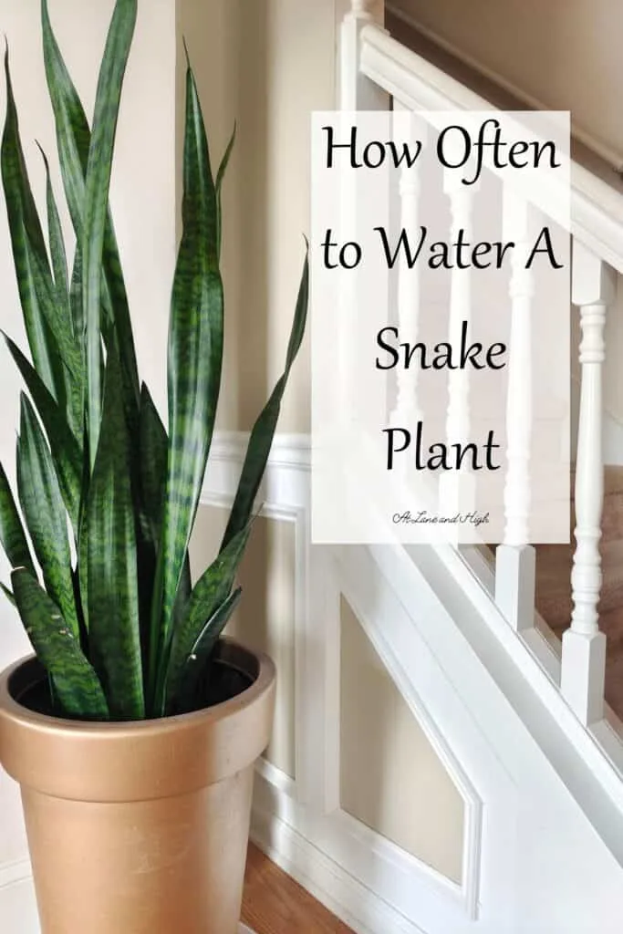 A tall snake plant in a terra cotta pot sitting on the floor next to a staircase with white railing and text overlay for Pinterest.