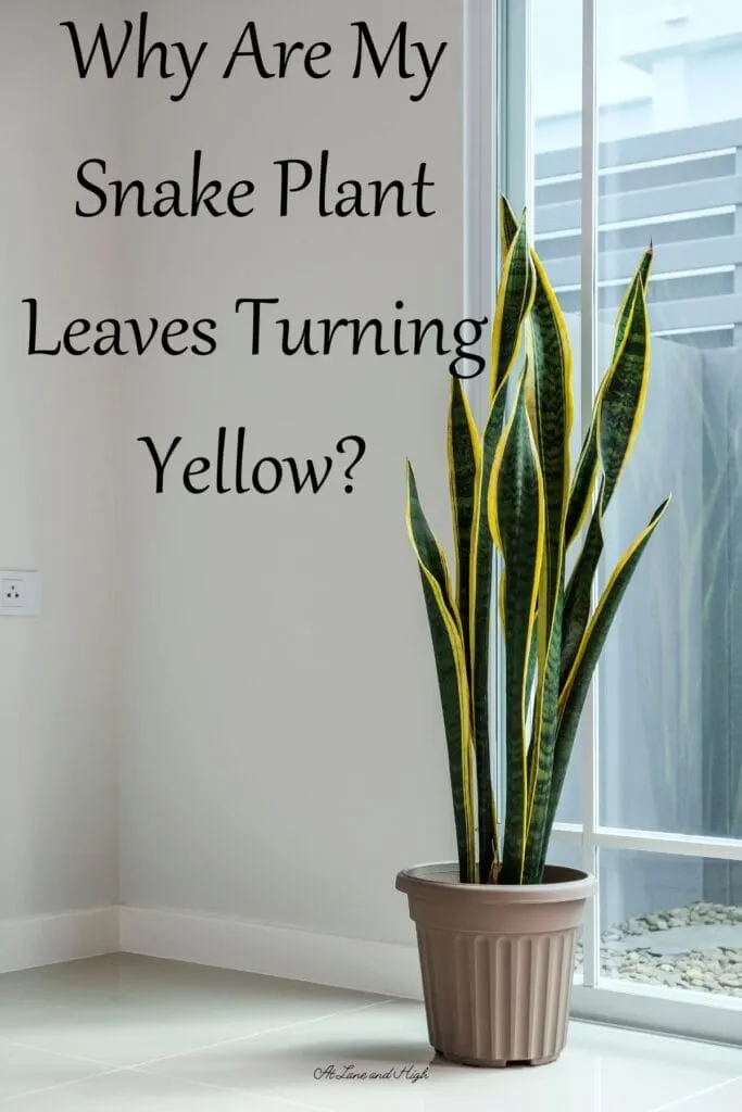 A snake Plant in a light brown pot on the floor next to a window.