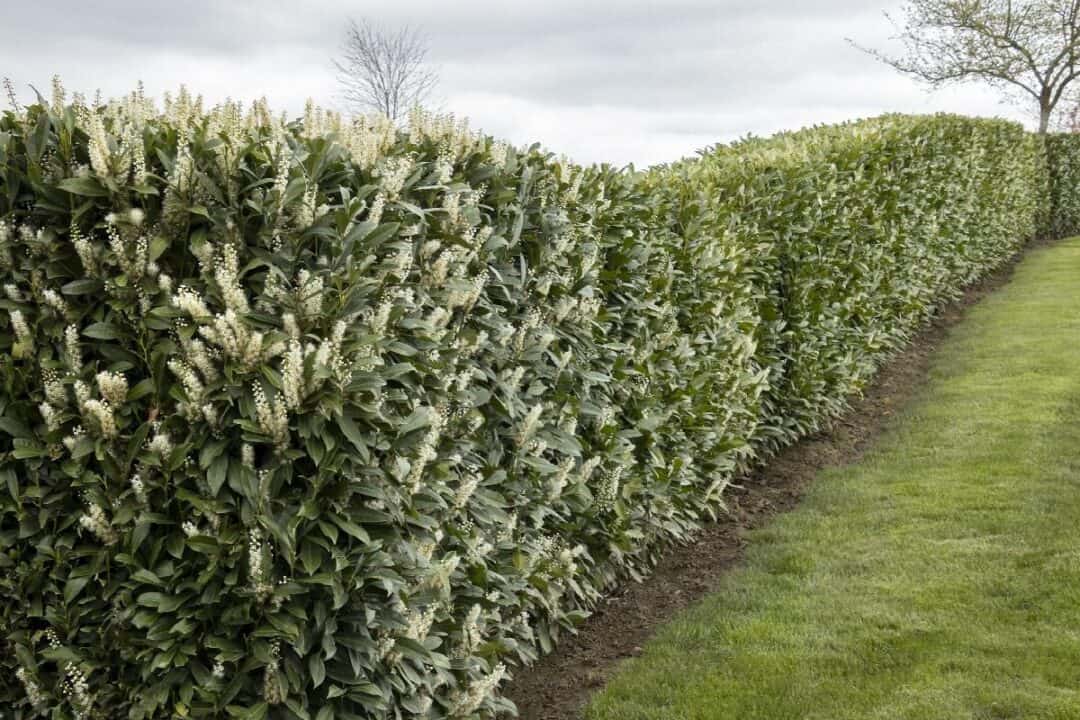 The 23 Best Fast Growing Shrubs for Privacy