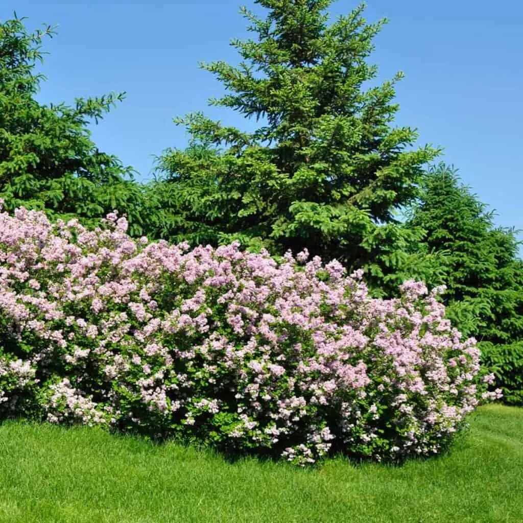 Fast-Growing Lilac Bush: Transform Your Garden with Quick Blooms