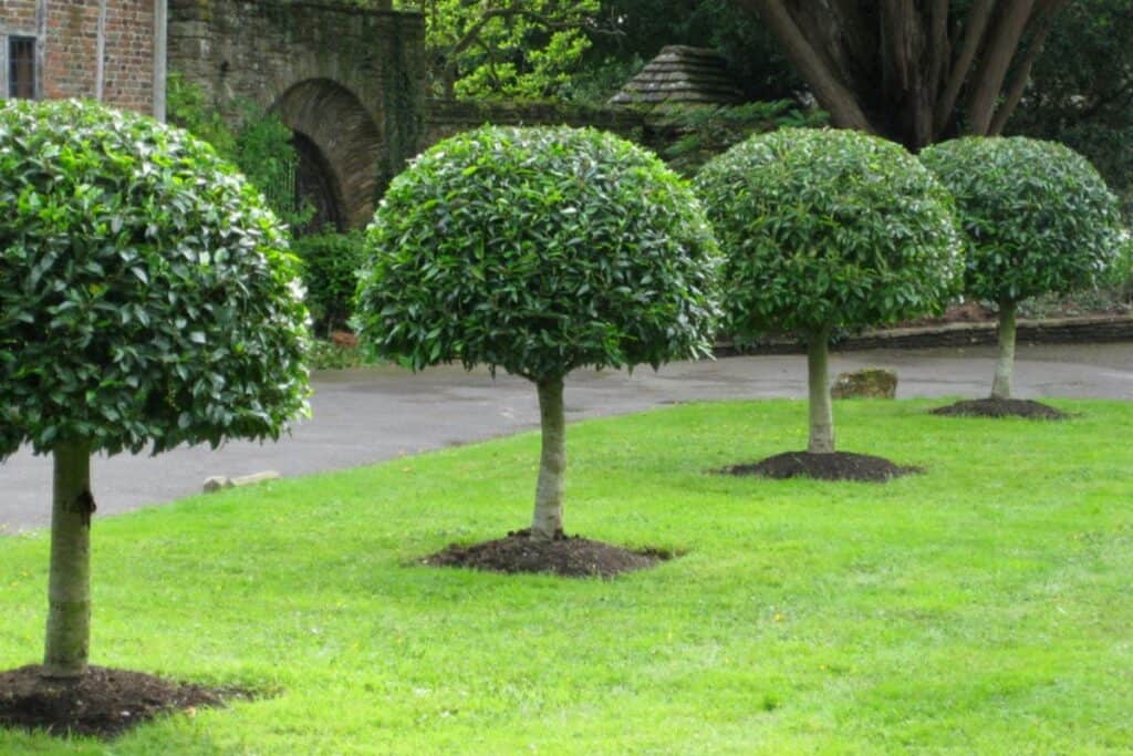 an example of Portuguese Laurel shaped into a topiary with an inverted bell shaper.