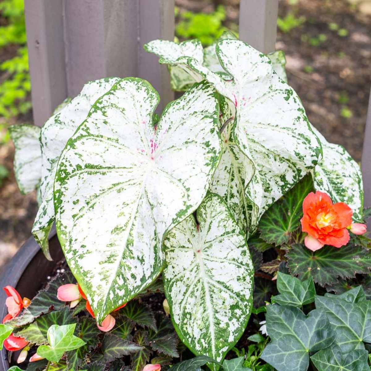 2025 Flower Planter Ideas
