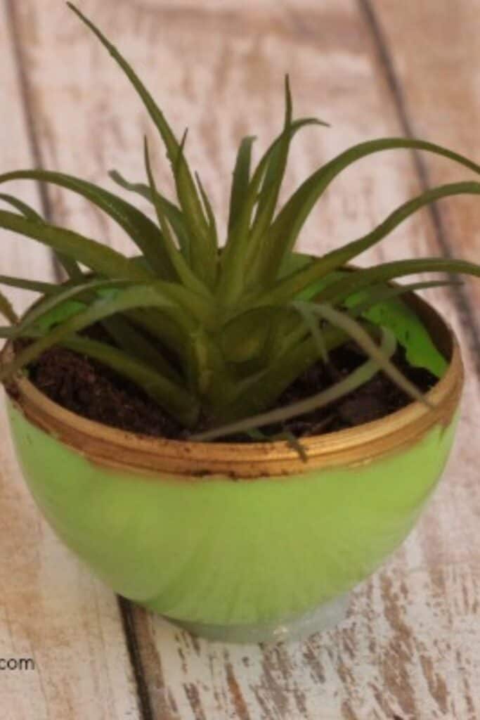 Half an egg used as a planter for a small plant.