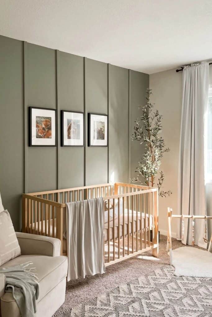 A nursery with one sage green wall behind the crib and the other walls are painted Oyster White with cream curtains and a tall olive tree.
