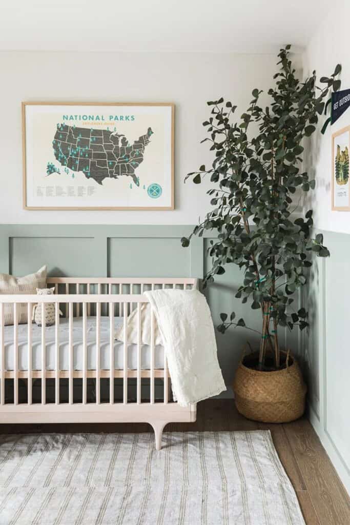 A nursery with board and batten on the lower half of the walls painted sage green and the wall above painted a white with a frame picture of the national parks and a ficus tree in the curner.