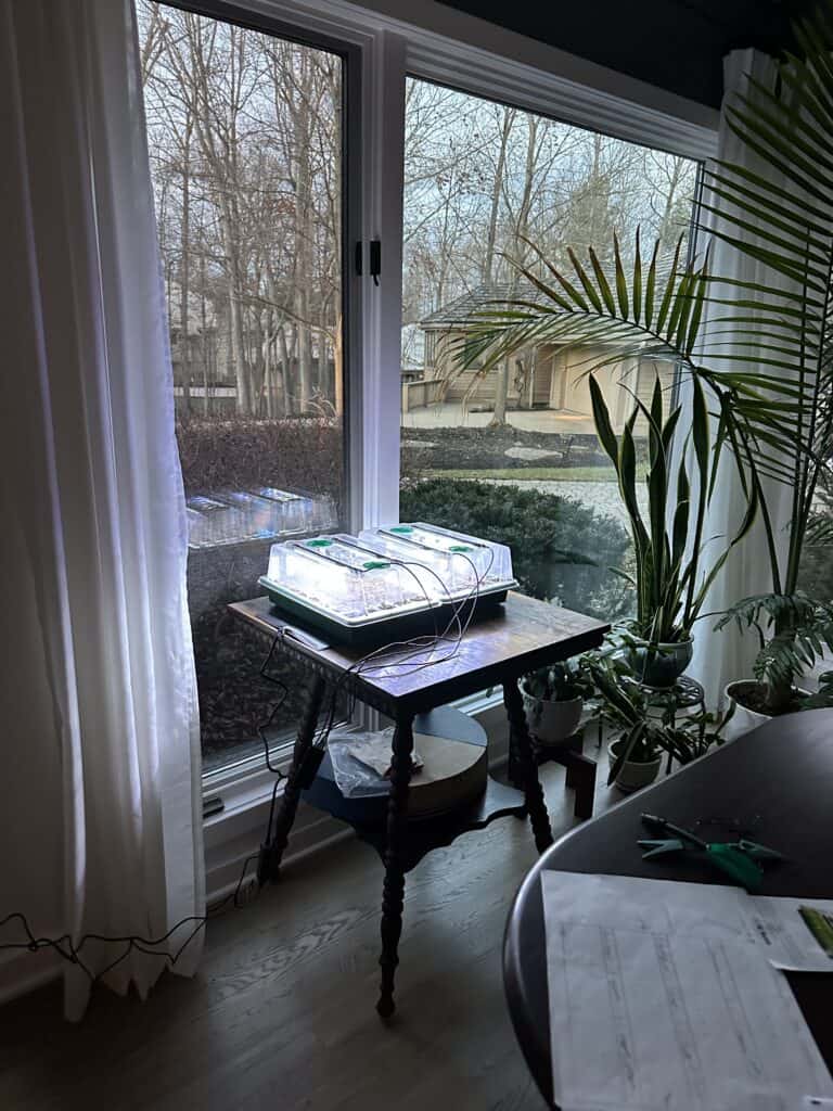 Seeds in my starter kit with grow lights on a table next to a large window.
