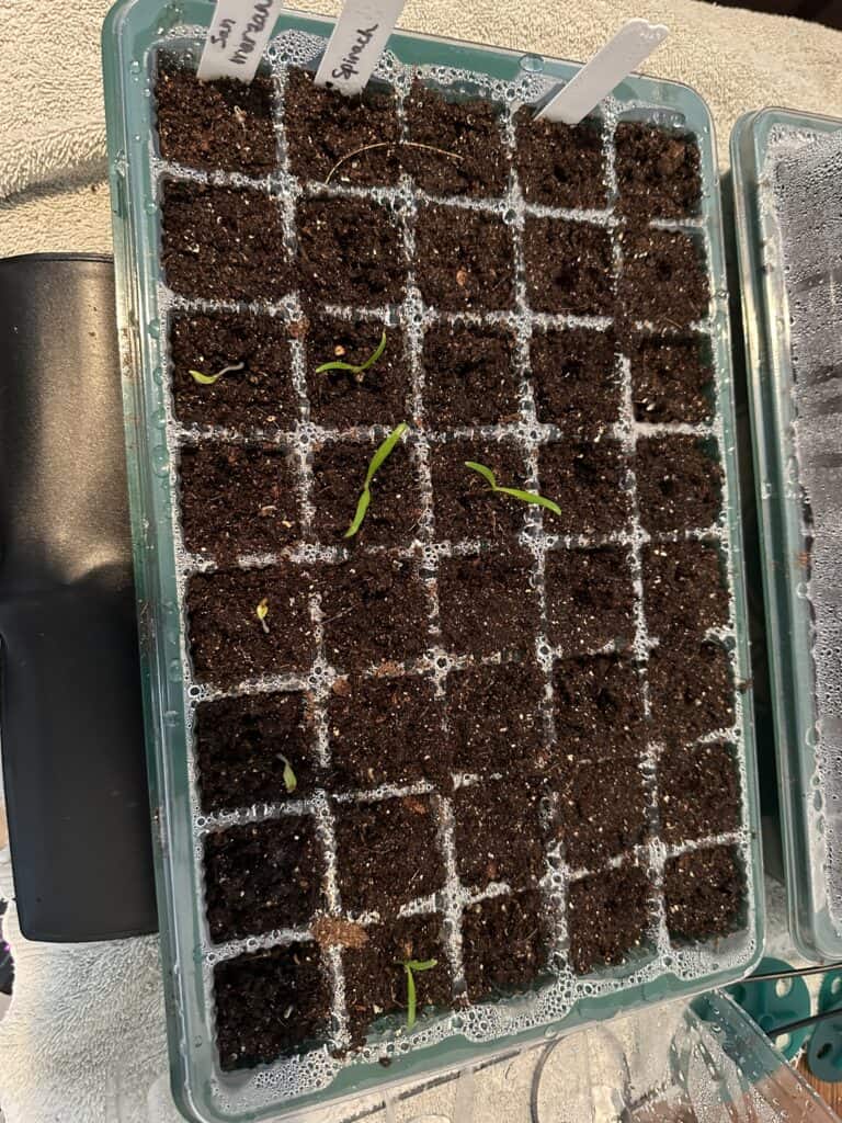 Seeds starting to germinate in my seed starting kit.