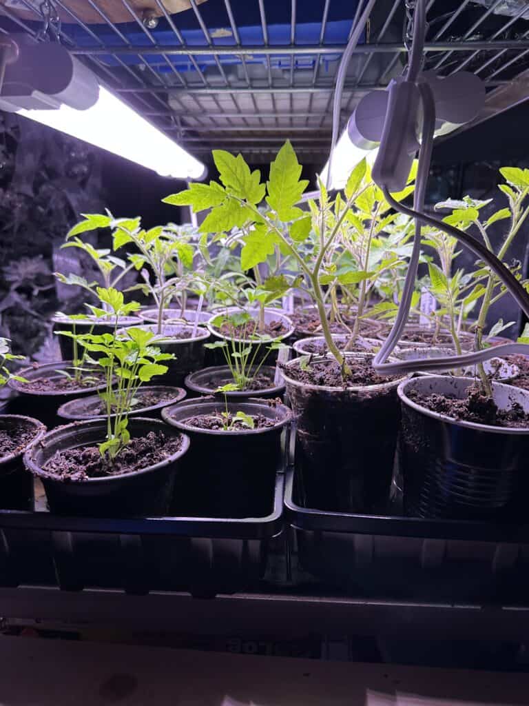 Plants under grow lights in my basement on shelves.
