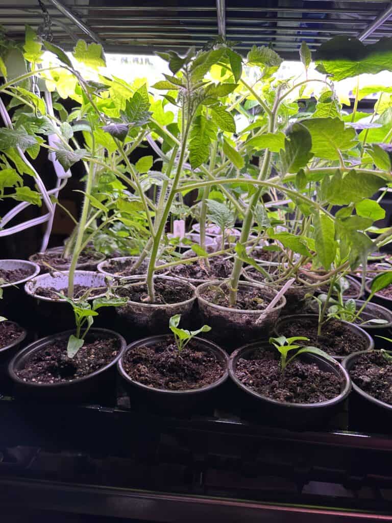 Plants in 4 inch pots under grow lights on metal shelves.