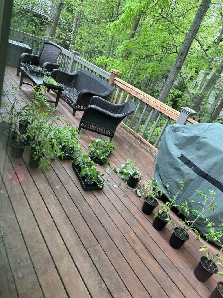 Plants sittin on my deck getting hardened off for wind and rain.