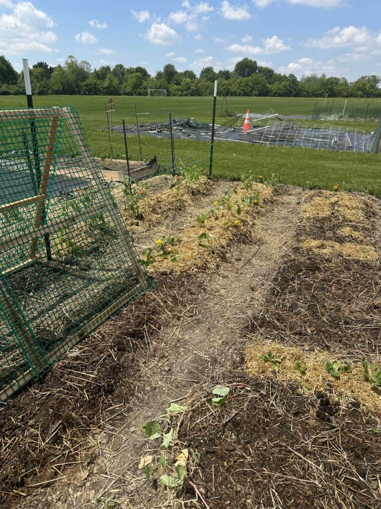 A garden plot with plants in the rows and a trellis for cucumbers and zucchini.