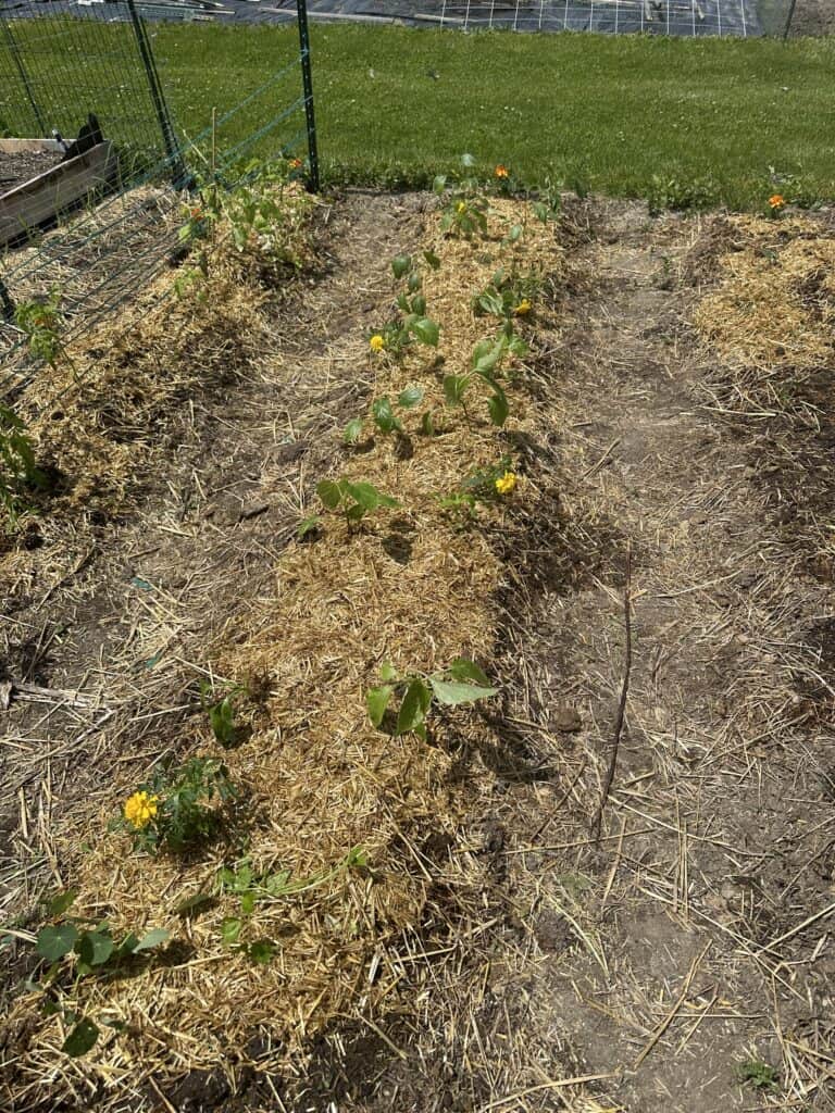 A garden plot with plants in the rows and a trellis for cucumbers and zucchini.