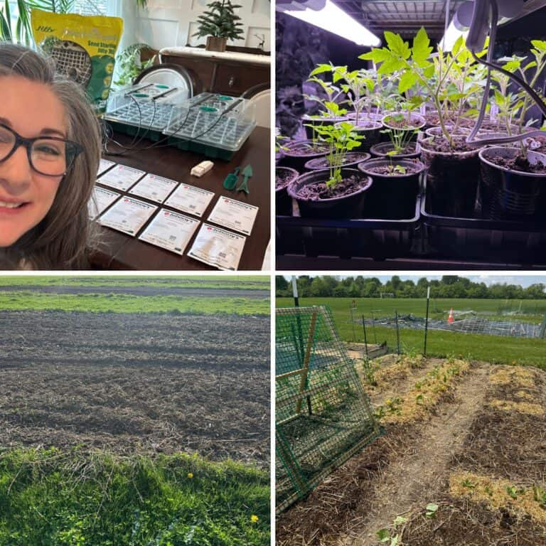 What I Learned As A Beginner Gardener (Part 1)